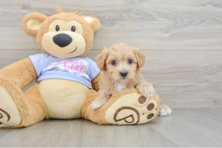 Maltipoo Puppy for Adoption