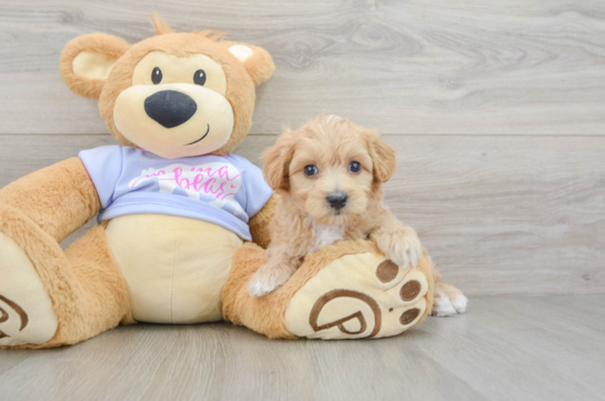 Maltipoo Puppy for Adoption