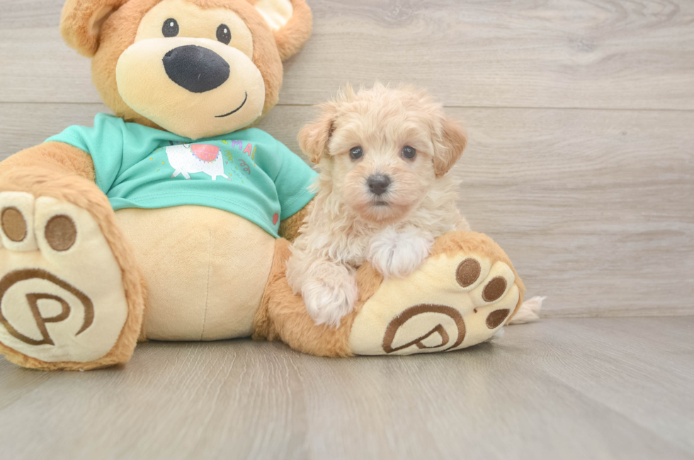 6 week old Maltipoo Puppy For Sale - Premier Pups