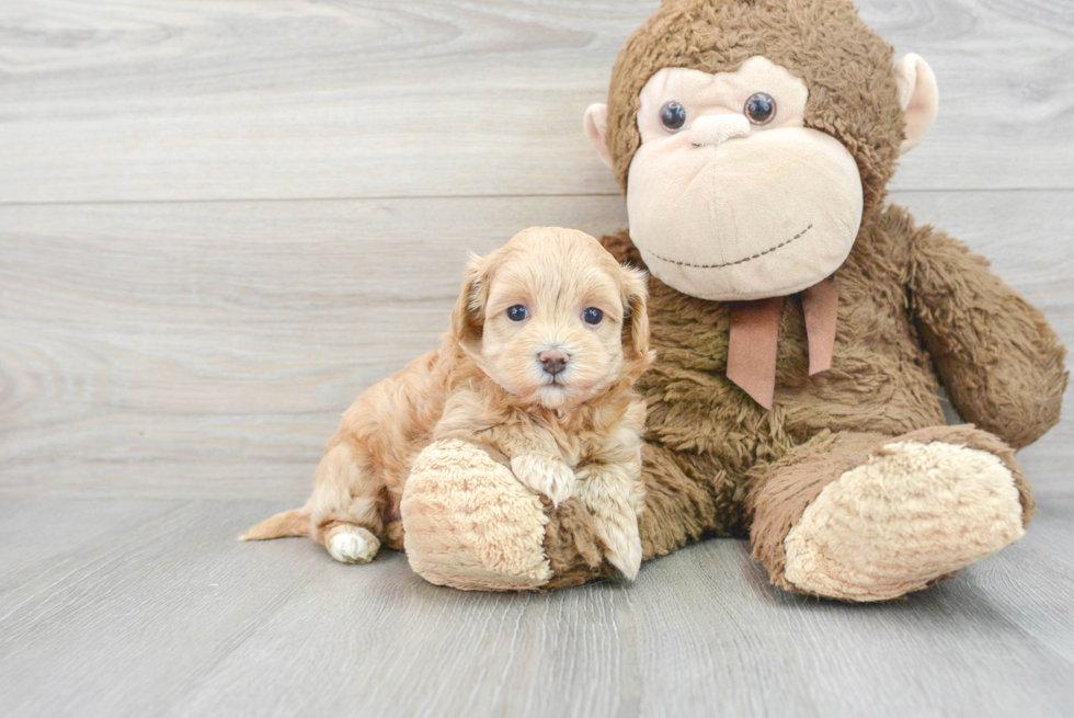 Best Maltipoo Baby