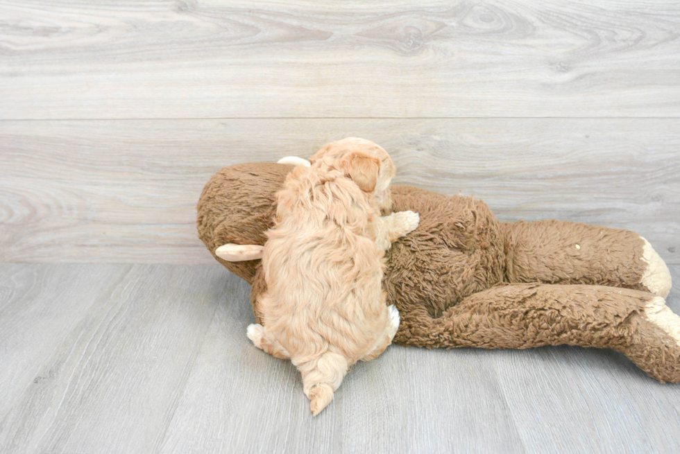 Funny Maltipoo Poodle Mix Pup