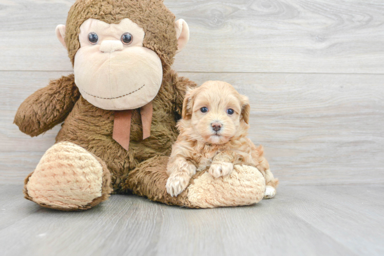 Popular Maltipoo Poodle Mix Pup