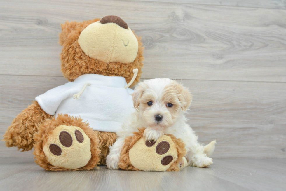 Maltipoo Puppy for Adoption