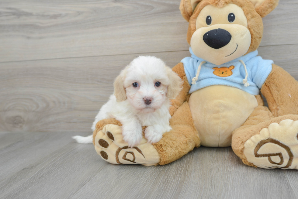 Popular Maltipoo Poodle Mix Pup