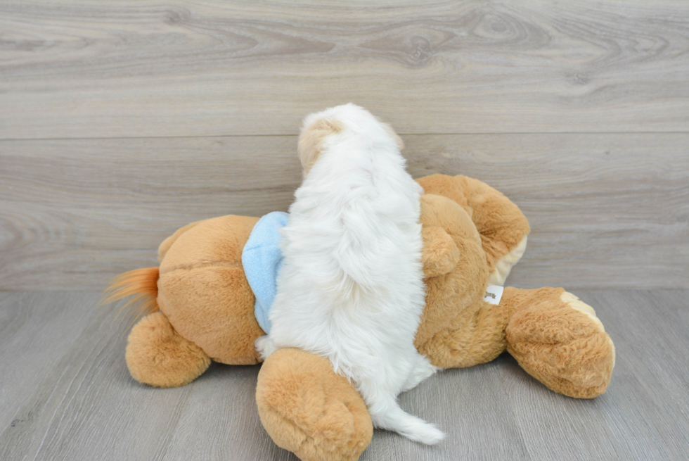 Popular Maltipoo Poodle Mix Pup