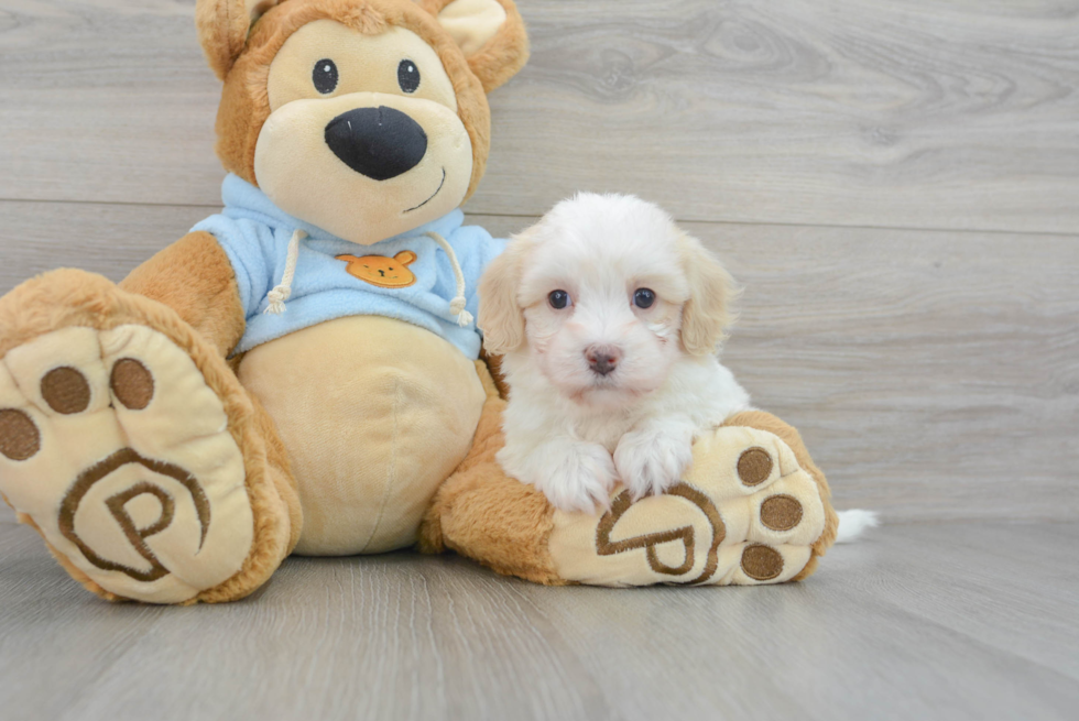 Maltipoo Pup Being Cute