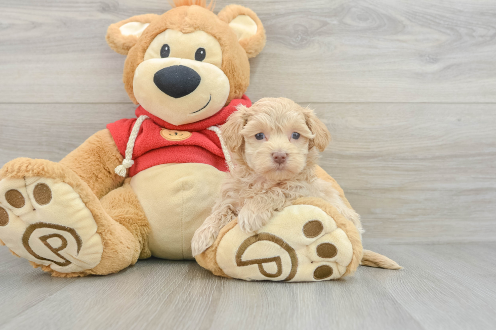 Friendly Maltipoo Baby