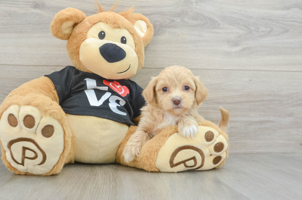 6 week old Maltipoo Puppy For Sale - Premier Pups