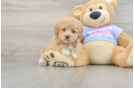 Popular Maltipoo Poodle Mix Pup
