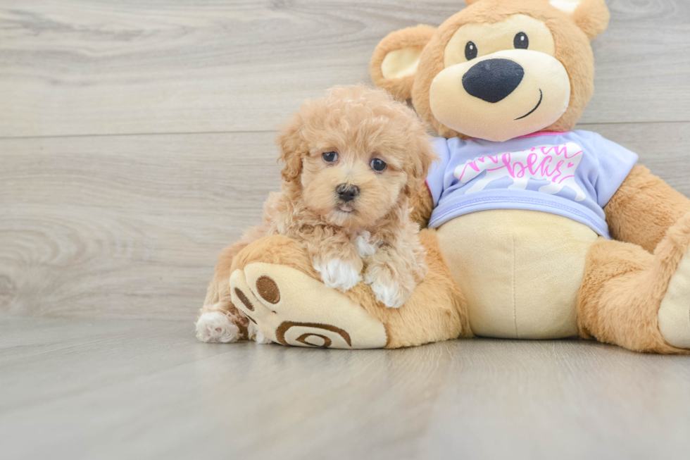 Popular Maltipoo Poodle Mix Pup