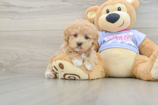Popular Maltipoo Poodle Mix Pup
