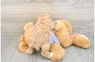 Best Maltipoo Baby