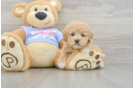 Maltipoo Pup Being Cute