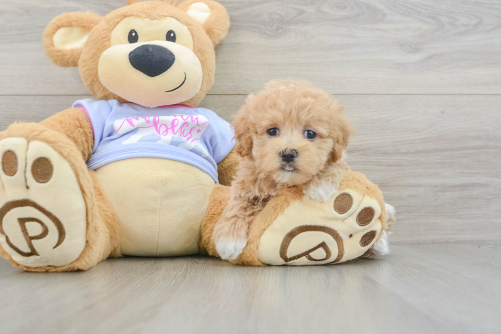 Maltipoo Pup Being Cute