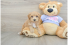 Maltipoo Puppy for Adoption