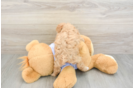 Petite Maltipoo Poodle Mix Pup