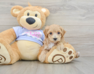 8 week old Maltipoo Puppy For Sale - Premier Pups