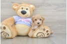 Fluffy Maltipoo Poodle Mix Pup