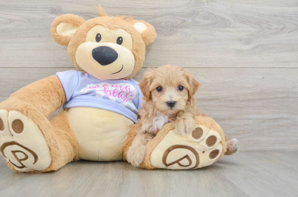 5 week old Maltipoo Puppy For Sale - Premier Pups