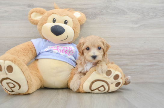 Fluffy Maltipoo Poodle Mix Pup