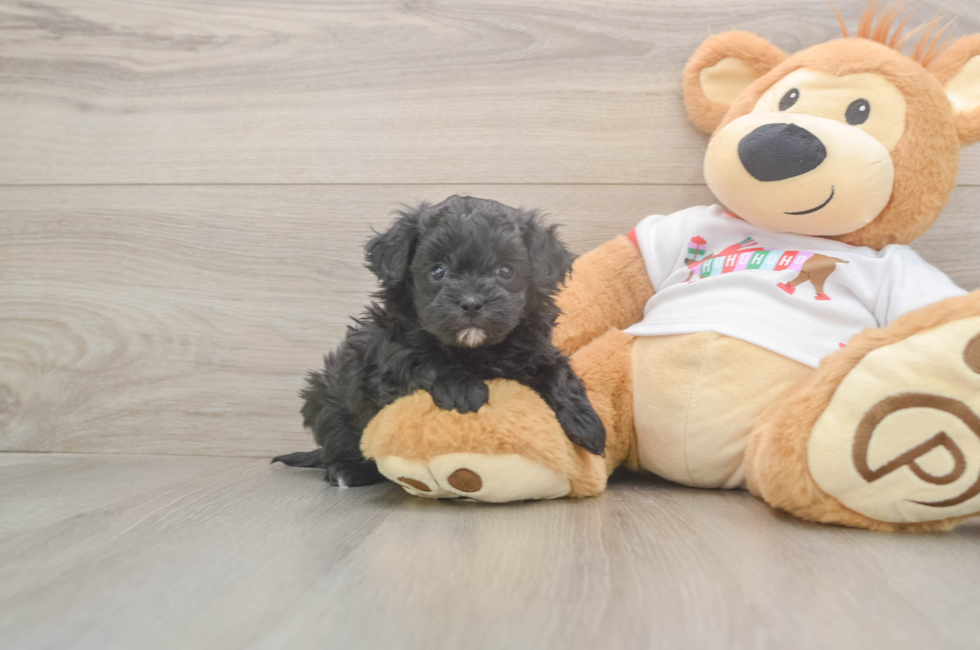 5 week old Maltipoo Puppy For Sale - Premier Pups
