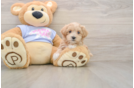 Energetic Malt a Poo Poodle Mix Puppy