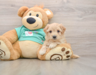 8 week old Maltipoo Puppy For Sale - Premier Pups