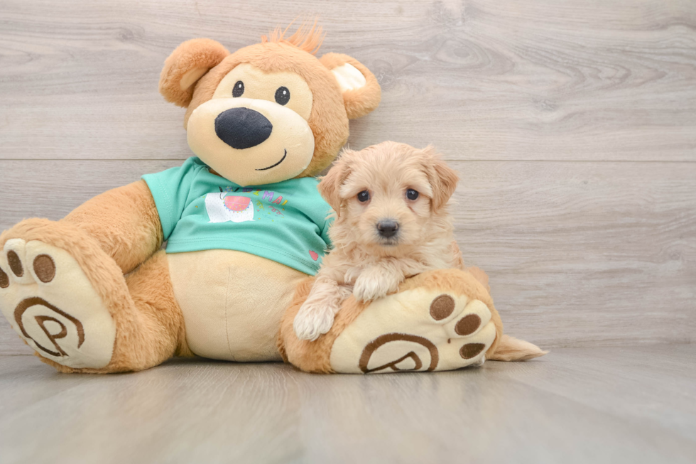 Petite Maltipoo Poodle Mix Pup