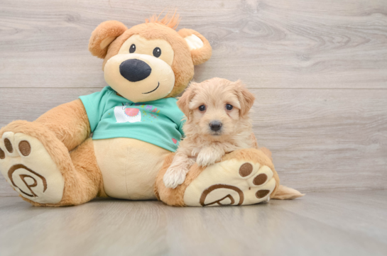 Petite Maltipoo Poodle Mix Pup