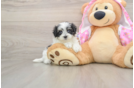 Adorable Maltepoo Poodle Mix Puppy