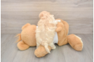 Maltipoo Puppy for Adoption