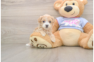 Fluffy Maltipoo Poodle Mix Pup