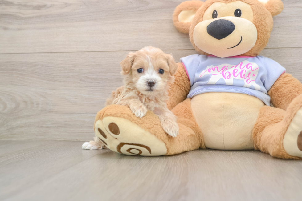 Fluffy Maltipoo Poodle Mix Pup