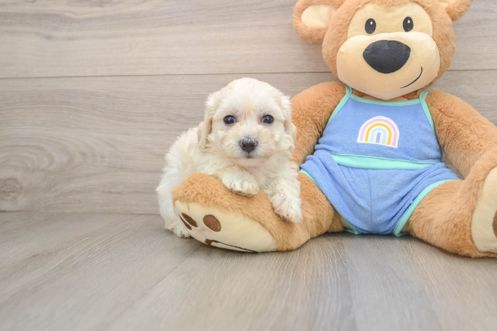 Friendly Maltipoo Baby