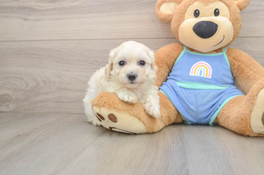 Friendly Maltipoo Baby