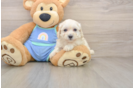 Energetic Malt Oodle Poodle Mix Puppy