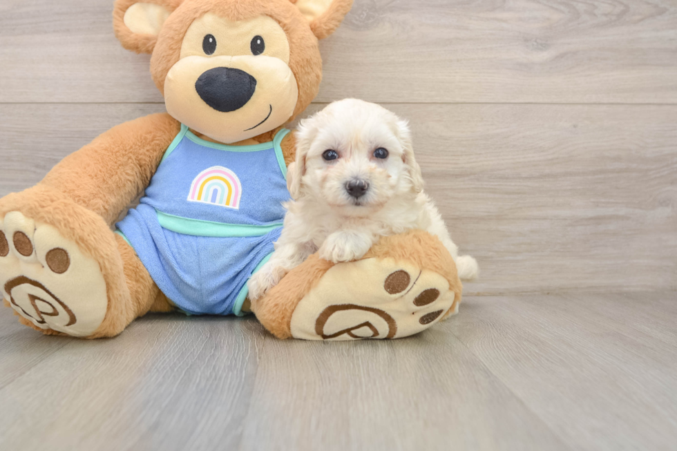 Energetic Malt Oodle Poodle Mix Puppy
