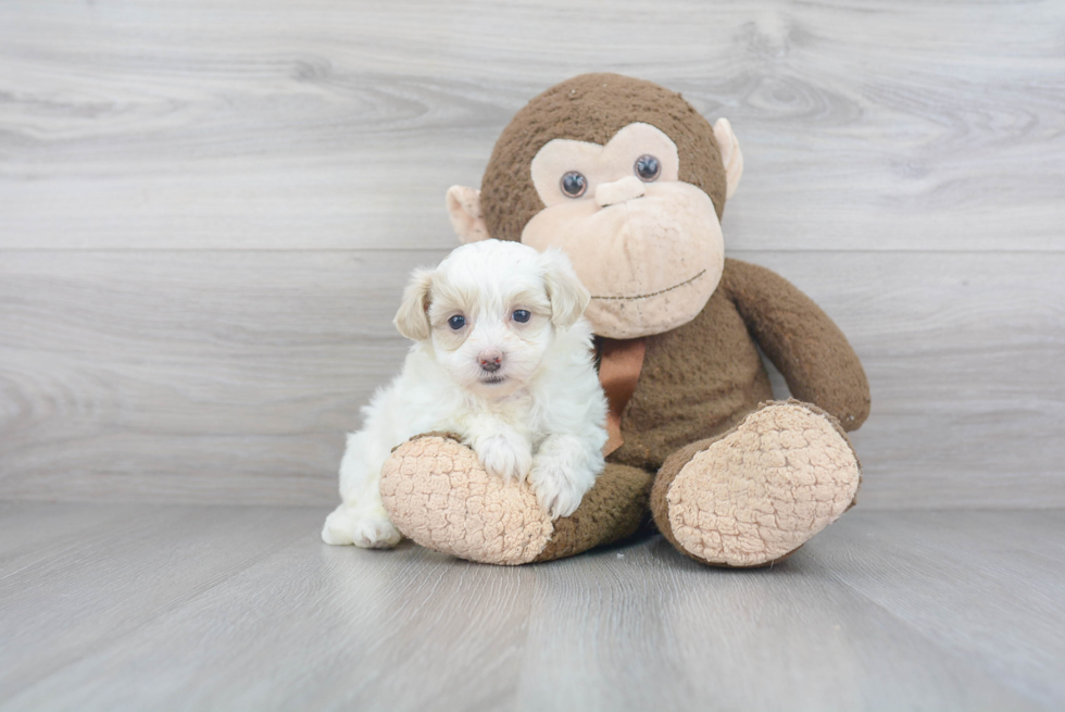 Friendly Maltipoo Baby