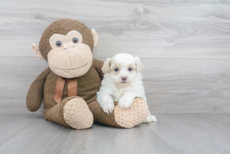 Adorable Maltese Poodle Poodle Mix Puppy