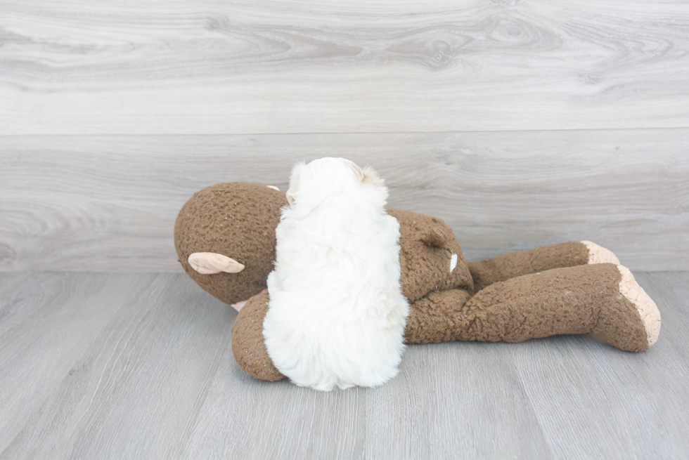 Hypoallergenic Maltese Poodle Poodle Mix Puppy