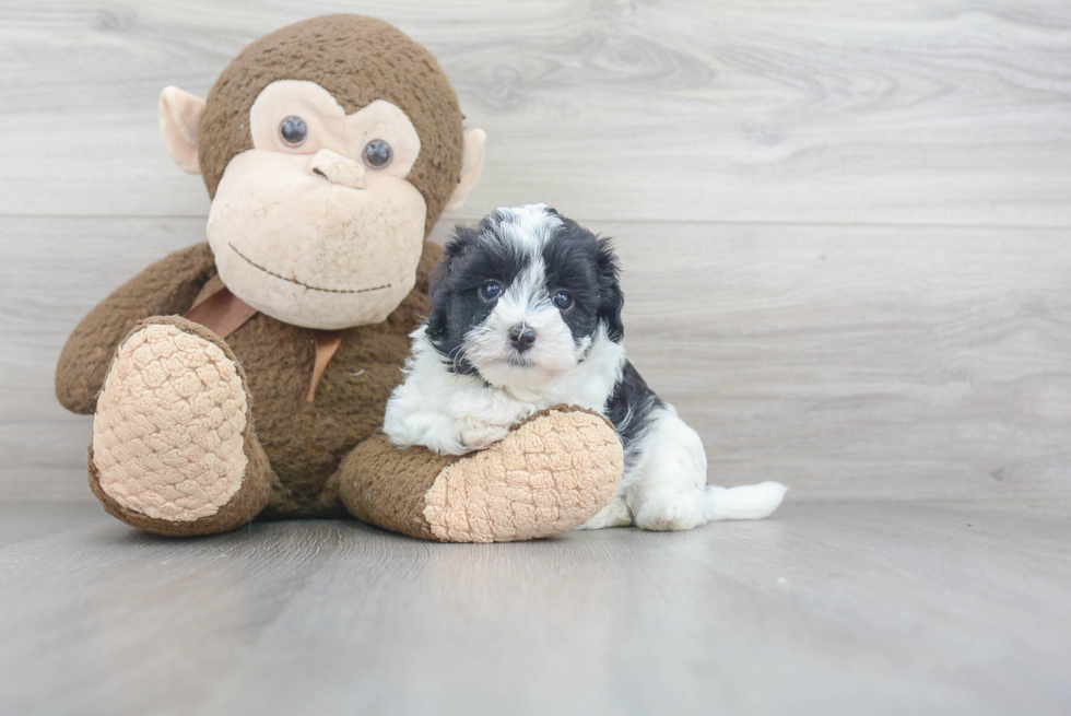 Sweet Maltipoo Baby