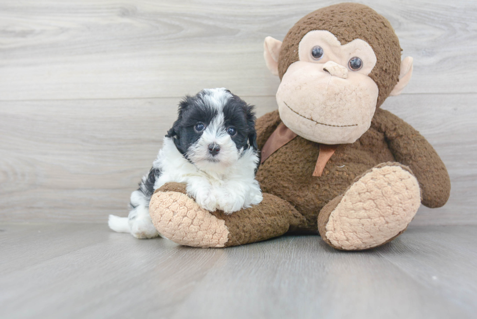 Popular Maltipoo Poodle Mix Pup