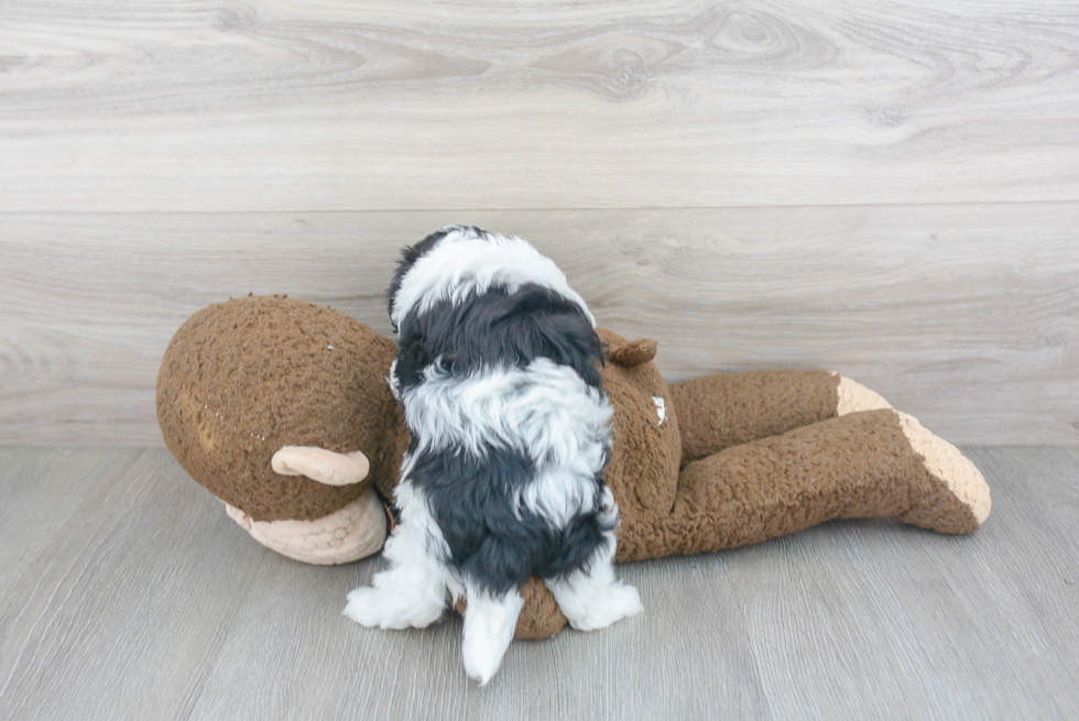 Hypoallergenic Maltepoo Poodle Mix Puppy