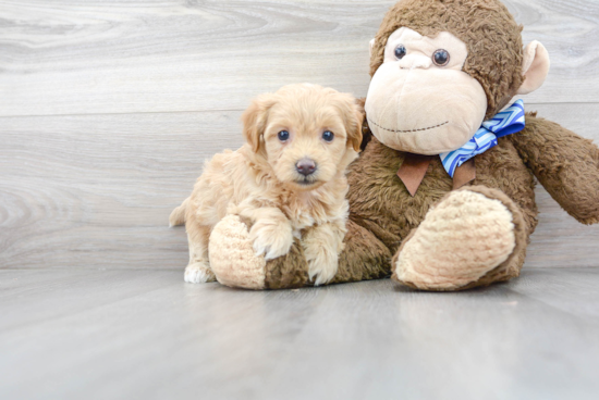 Little Maltepoo Poodle Mix Puppy