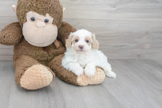 Cute Maltipoo Baby