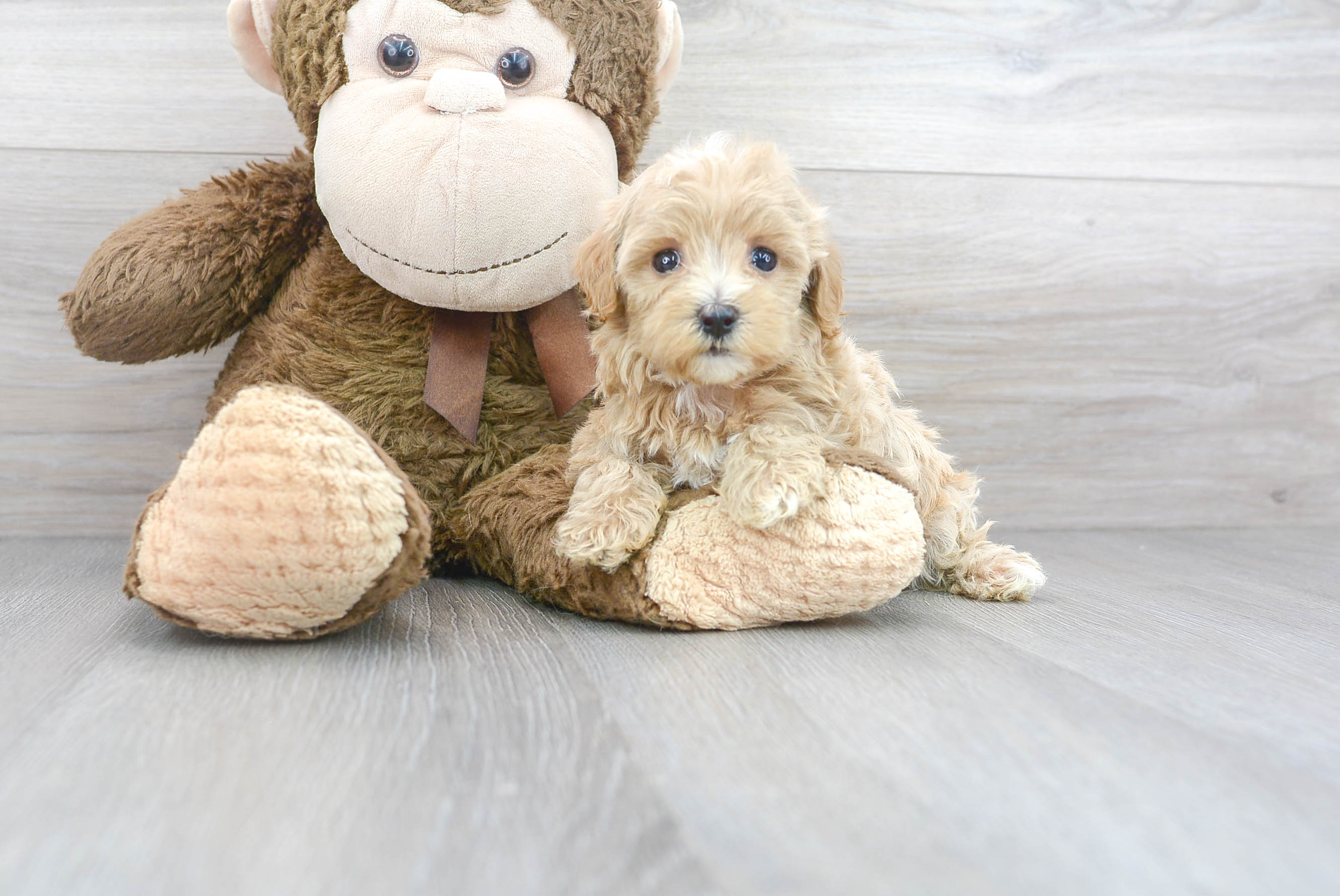 Maltipoo Pup Being Cute