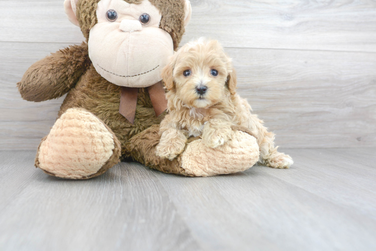 Maltipoo Pup Being Cute