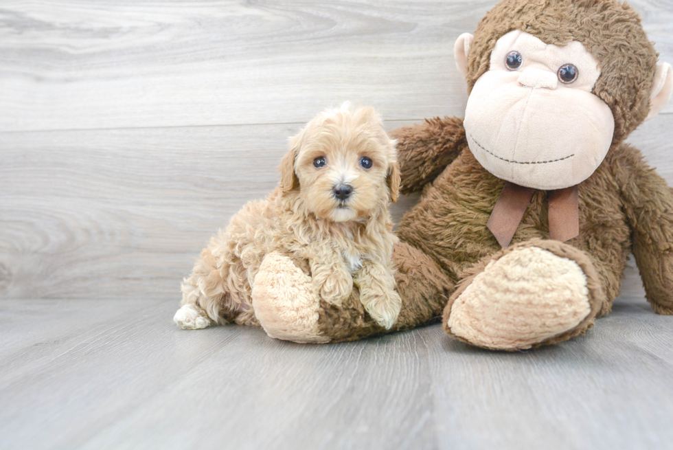 Cute Maltipoo Poodle Mix Pup