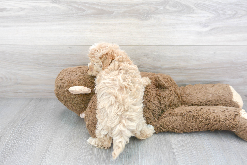 Best Maltipoo Baby