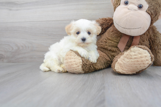 Best Maltipoo Baby